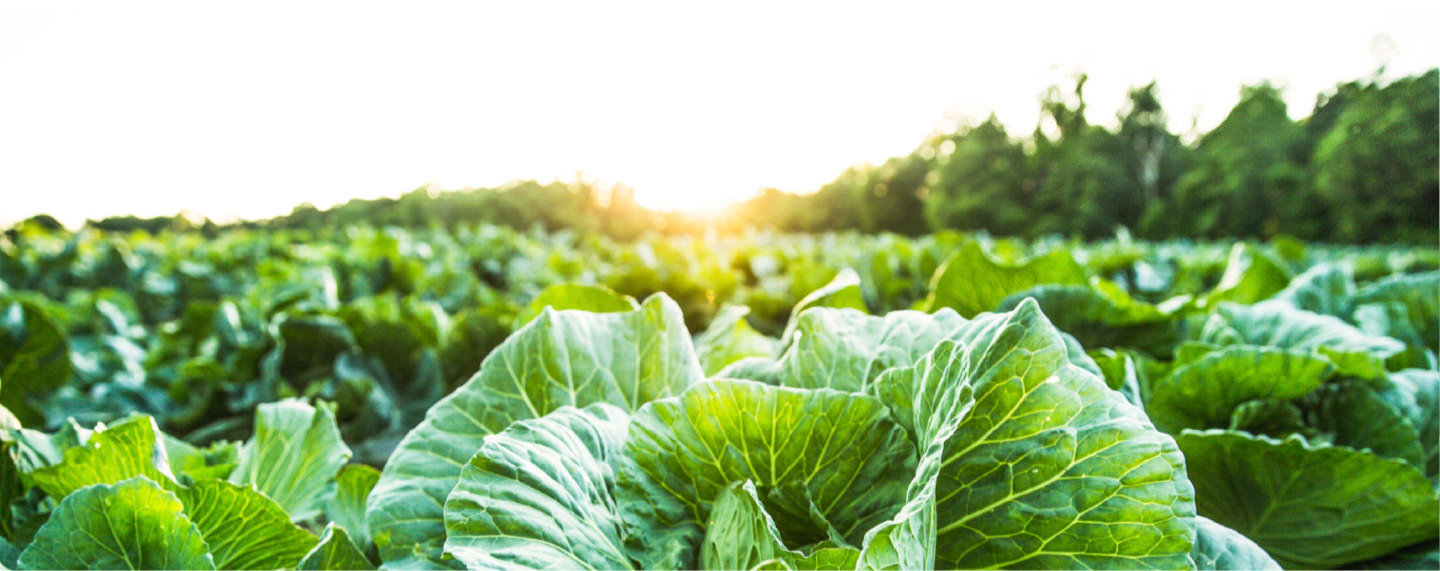 PHÂN BÓN GỐC SINH HỌC - APC ORGANIC 68